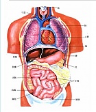 中科院五脏六腑平衡养生术